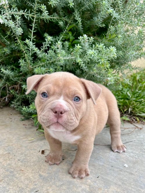 Photo of Moss, adoptable Bulldog in Menifee, California