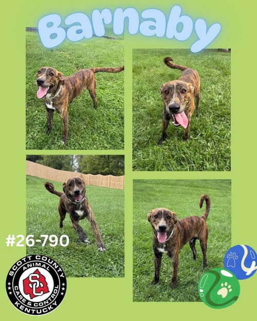 Photo of Barnaby, adoptable Mountain Cur in Georgetown, Kentucky