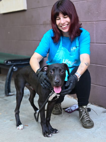Photo of Baconator, adoptable dog in Chamblee, Georgia