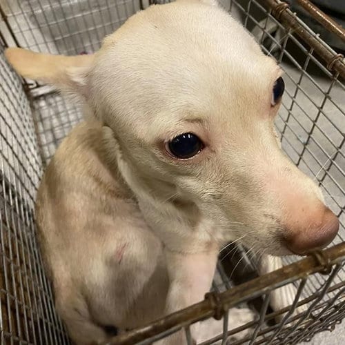 Photo of A614796, adoptable Chihuahua in Modesto, California