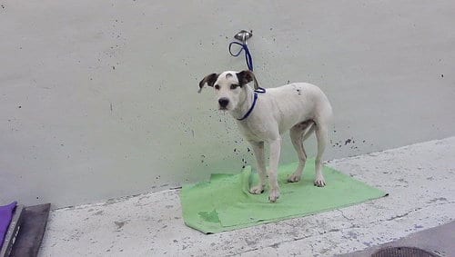 Photo of A2101121, adoptable Beagle in Houston, Texas