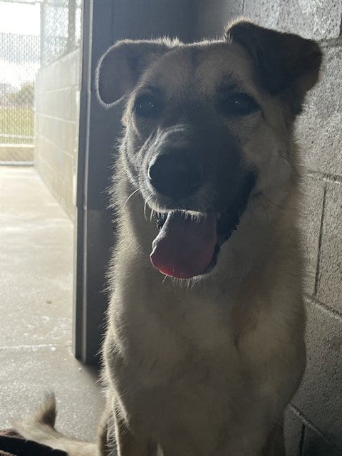Photo of Pretzel, adoptable Anatolian Shepherd in Killeen, Texas