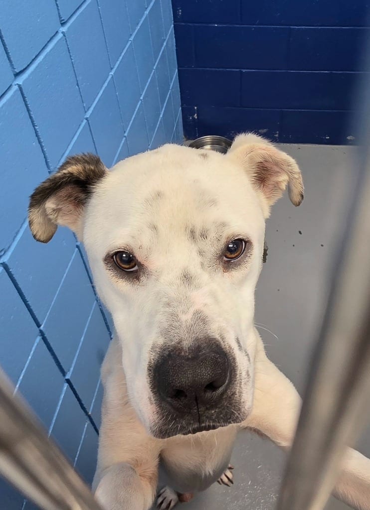 Photo of Timmy, adoptable Pit Bull Terrier in Hartsville, South Carolina