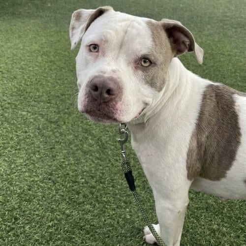 Photo of Mooka, adoptable American Pit Bull Terrier in Phoenix, Arizona