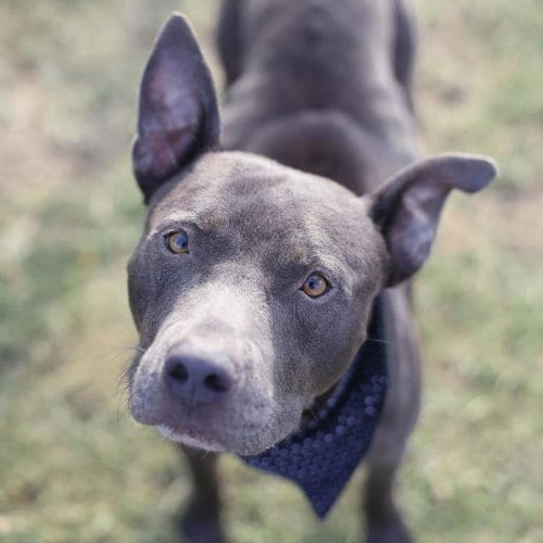 Photo of Juju, adoptable American Staffordshire Terrier in San Antonio, Texas