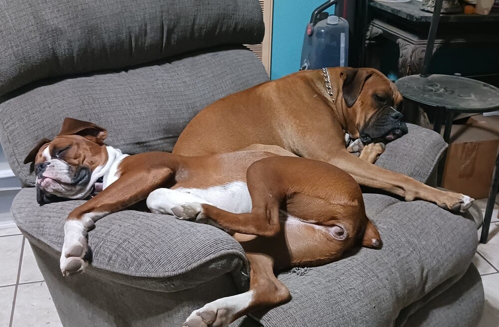 Photo of Missy II, adoptable Boxer in Austin, Texas