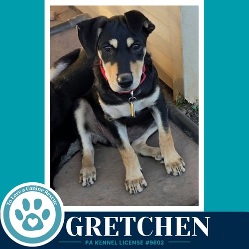 Photo of Gretchen (Prost Pups) 100326, adoptable German Shepherd Dog in Kimberton, Pennsylvania