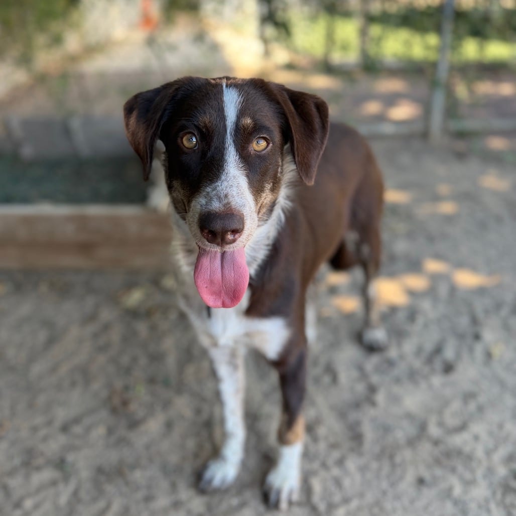 Photo of Peaches, adoptable Shepherd, Australian / Mixed Breed (Medium) in Riverside, California
