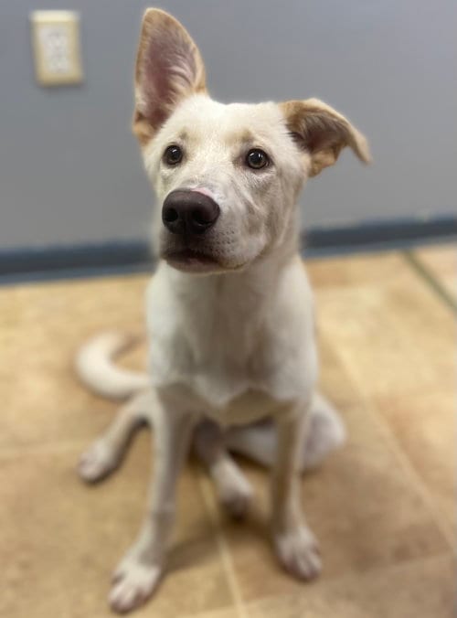 Photo of Tennessee, adoptable Labrador Retriever in Raleigh, North Carolina