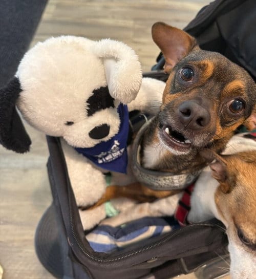 Photo of Coyote, adoptable Terrier in oakland, Florida
