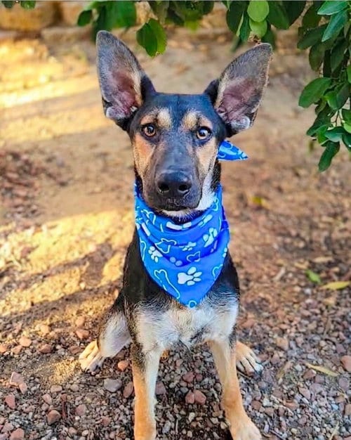Photo of Huxley, adoptable German Shepherd Dog in Lake Forest, California