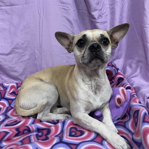 Photo of Sonny, adoptable Chihuahua in Modesto, California