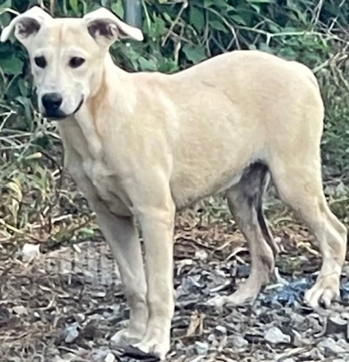Photo of Rebecca, adoptable Black Mouth Cur in Kensett, Arkansas