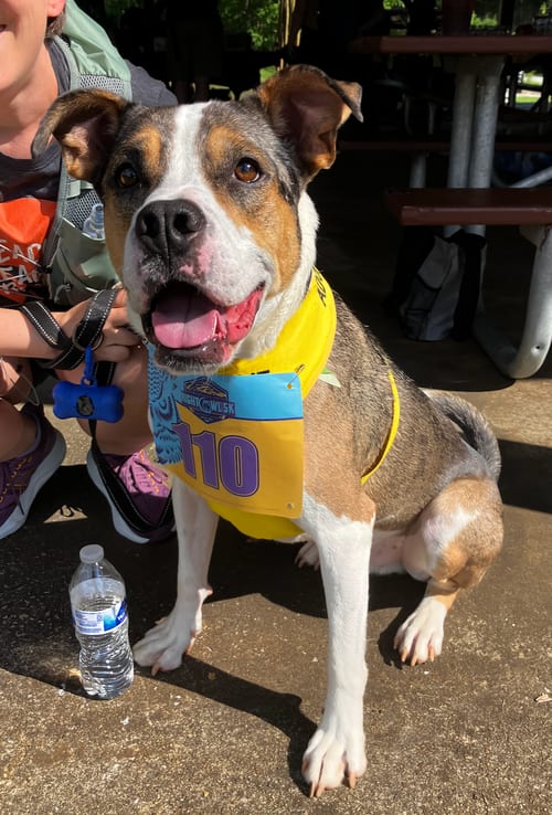 Photo of Hudson, adoptable Catahoula Leopard Dog in Atlanta, Georgia