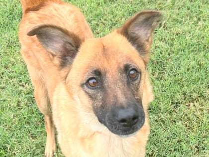 Photo of Lora, adoptable dog in Georgetown, Texas