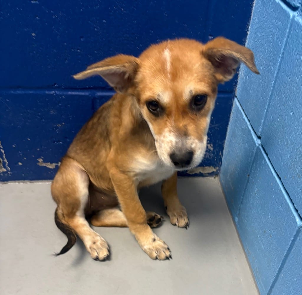 Photo of Kim, adoptable Chihuahua in Hartsville, South Carolina