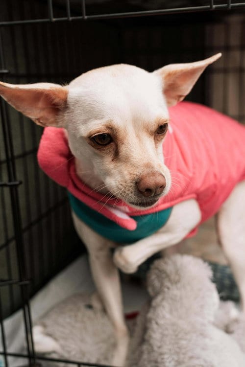 Photo of June, adoptable Chihuahua in Visalia, California
