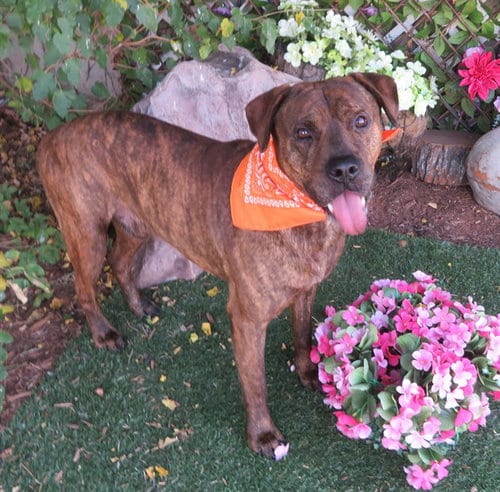 Photo of Zachary, adoptable Plott Hound in Oklahoma City, Oklahoma