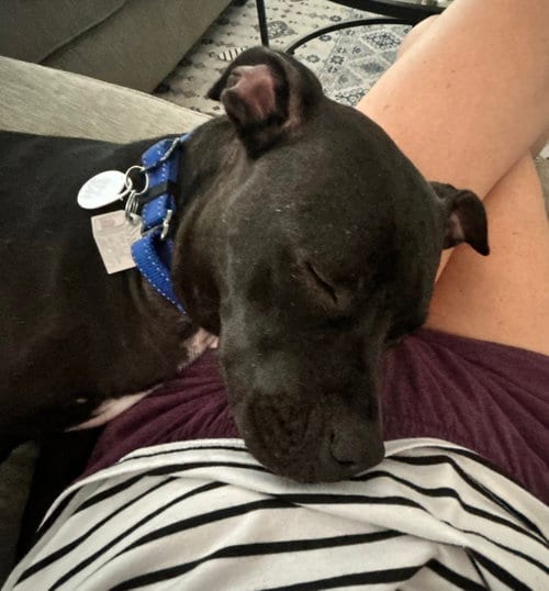 Photo of Rosalyn nka Betty, adoptable American Staffordshire Terrier in Oakhurst, New Jersey