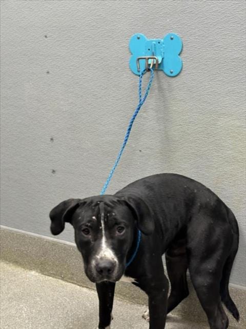 Photo of Billy, adoptable Labrador Retriever in Las Vegas, Nevada