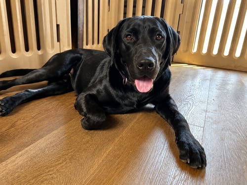 Photo of Junior, adoptable Labrador Retriever in Clovis, California