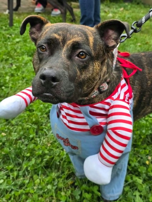 Photo of Joecee, adoptable American Pit Bull Terrier in Germantown, Ohio