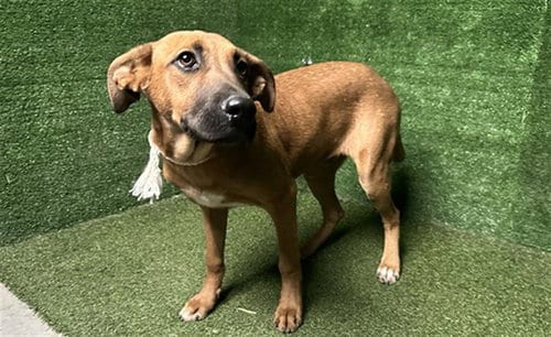 Photo of Almond, adoptable German Shepherd Dog in Lancaster, California