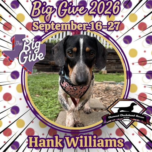 Photo of Hank Williams, adoptable Dachshund in San Antonio, Texas