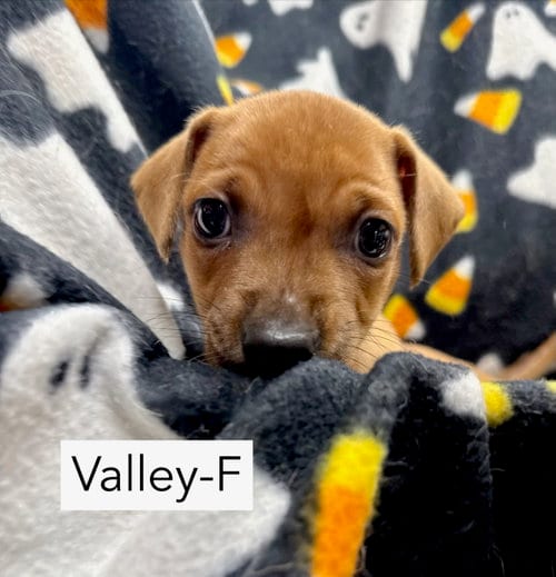 Photo of Valley, adoptable Chihuahua in Gilberts, Illinois