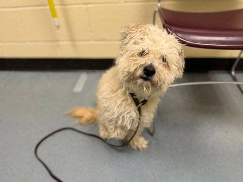Photo of Doubloon, adoptable Poodle (Miniature) in Denver, Colorado