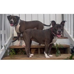 Photo of Emmylou, adoptable Terrier (Unknown Type, Medium) in Irmo, South Carolina