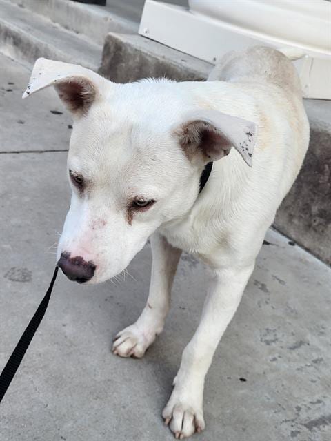 Photo of Wilbur, adoptable American Staffordshire Terrier in San Antonio, Texas