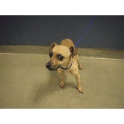 Photo of Cookie, adoptable Rat Terrier Chihuahua in Doral, Florida