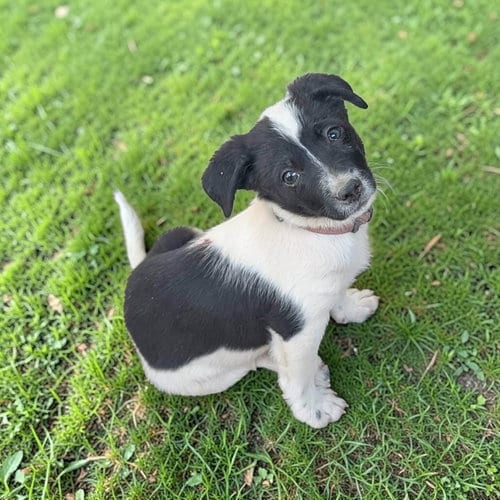 Photo of Jackie, adoptable Unknown breed (short coat) in Yreka, California