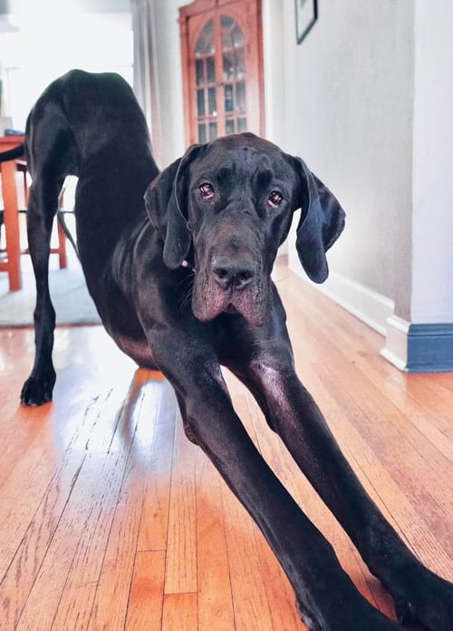 Photo of Nyxie, adoptable Great Dane in Buffalo, Minnesota