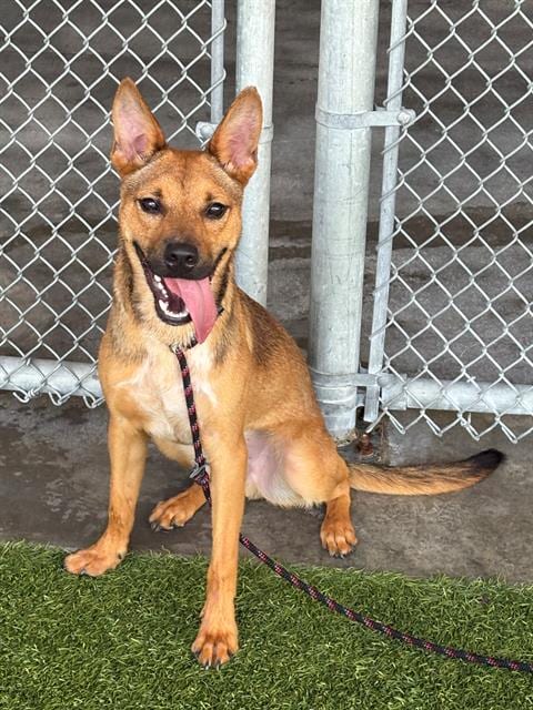 Photo of Wabi, adoptable Black Mouth Cur in Baytown, Texas