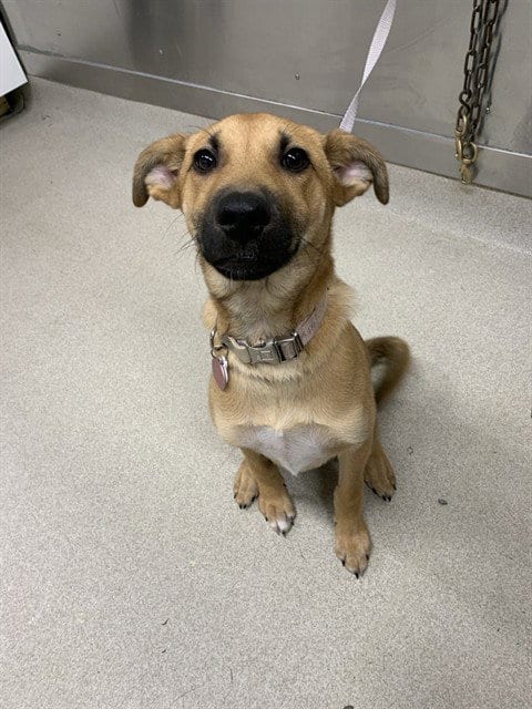 Photo of Ambrosia, adoptable Husky in Fairbanks, Alaska