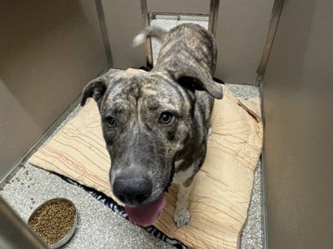 Photo of Meredith, adoptable Anatolian Shepherd in Clyde, North Carolina