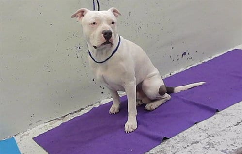 Photo of Scud, adoptable Staffordshire Bull Terrier in Houston, Texas