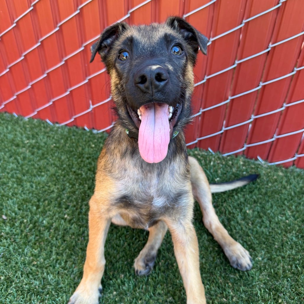 Photo of Birch, adoptable Shepherd, German / Mix in Buellton, California