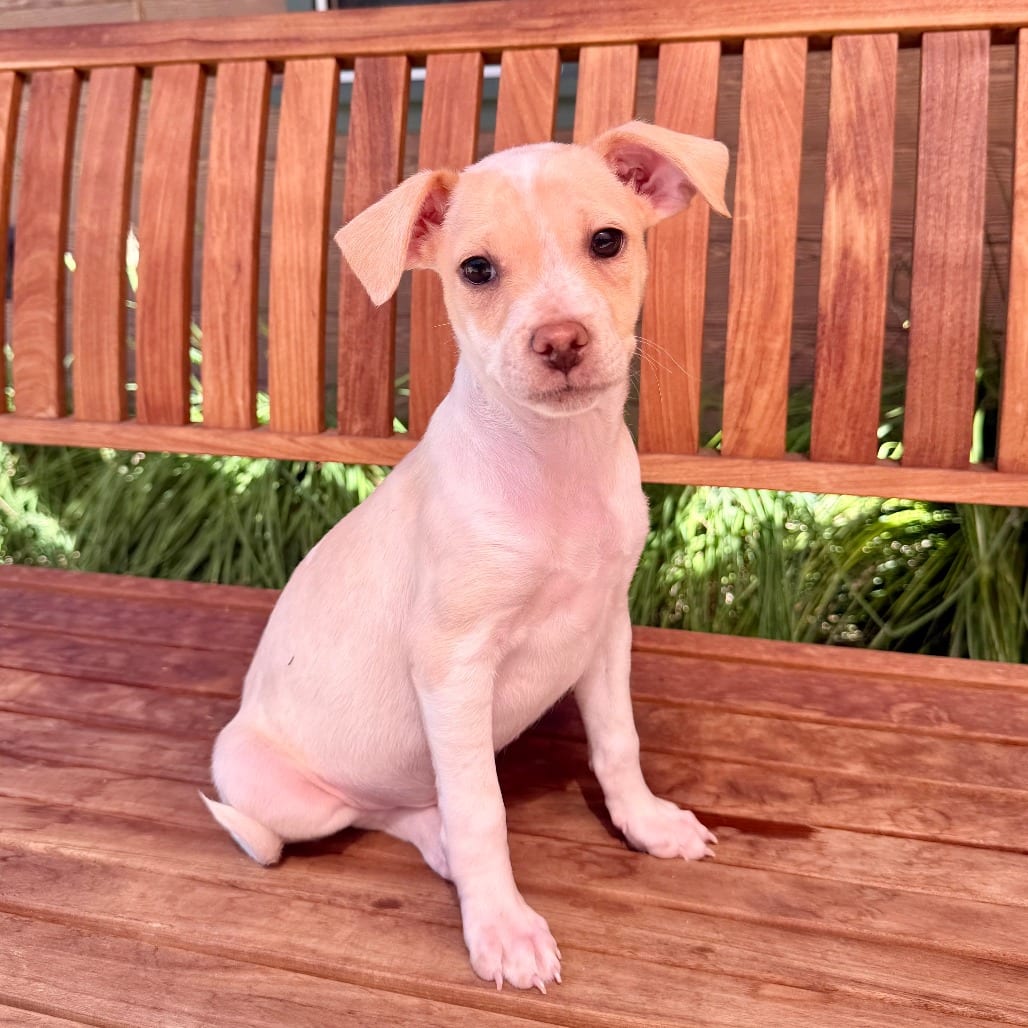 Photo of Luther, adoptable Chihuahua in Agoura Hills, California