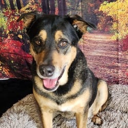 Photo of Alfalfa JuM, adoptable Shepherd (Unknown Type) Mixed Breed (Large) in Hartford, Connecticut