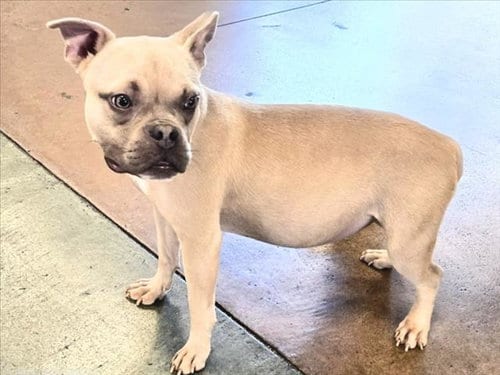 Photo of Slurpee, adoptable American Pit Bull Terrier in Van Nuys, California