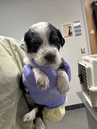 Photo of Katara, adoptable dog in Farmington, New Mexico