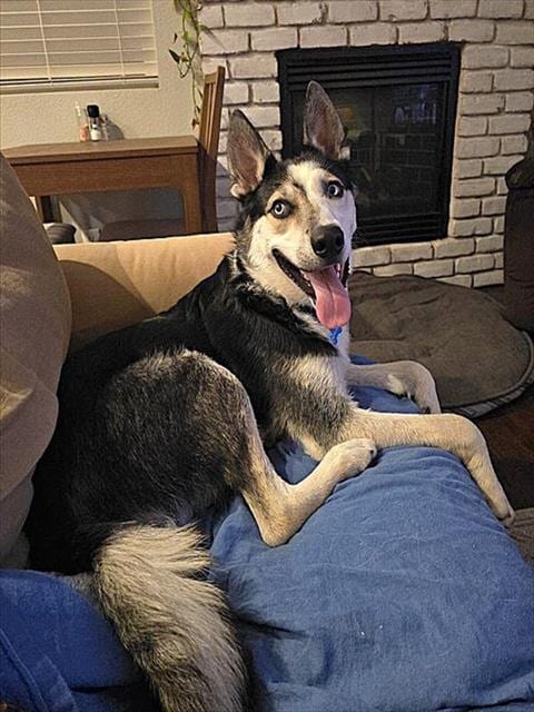 Photo of Rocky, adoptable Siberian Husky in Sacramento, California