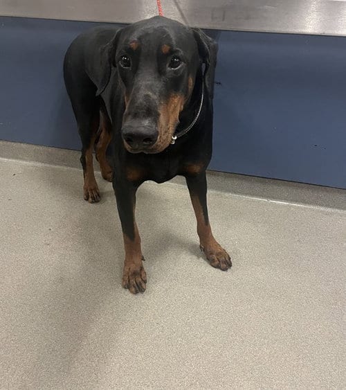 Photo of Duke, adoptable Doberman Pinscher in Miami, Florida