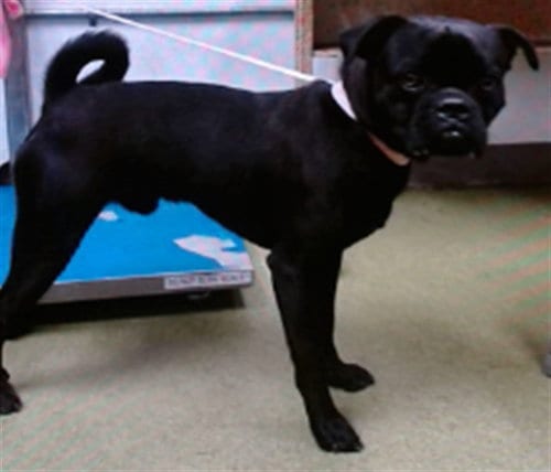 Photo of Pierre, adoptable Pug in San Bernardino, California