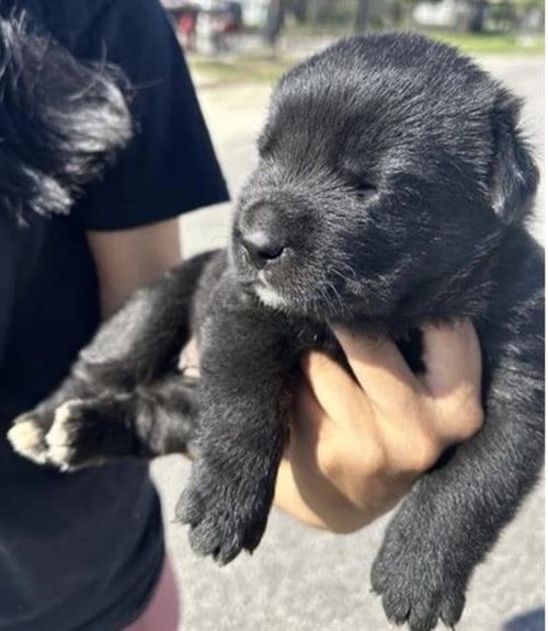 Photo of A663166, adoptable Labrador Retriever in Houston, Texas