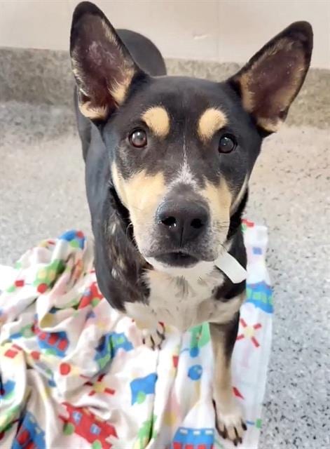 Photo of Sheba, adoptable Rottweiler in Houston, Texas