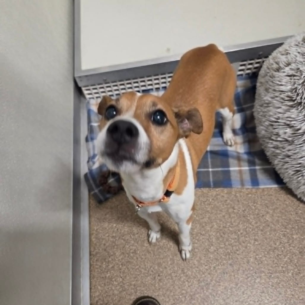Photo of Robby (Taco), adoptable Mixed Breed (Small) in Ballston Spa, New York